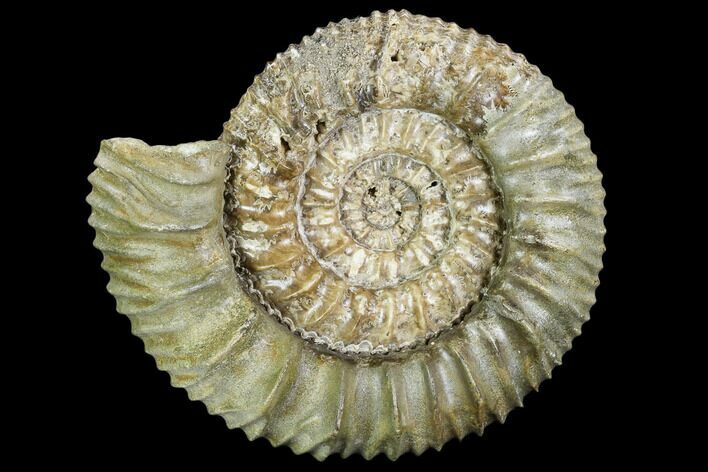 Stephanoceras Ammonite - Kirchberg, Switzerland #108789